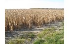 Property photo 4 - 65+/- Acres Offered in 2 Tracts